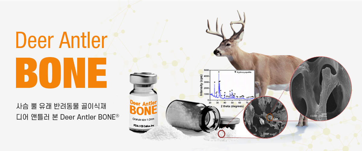 Deer Antler BONE