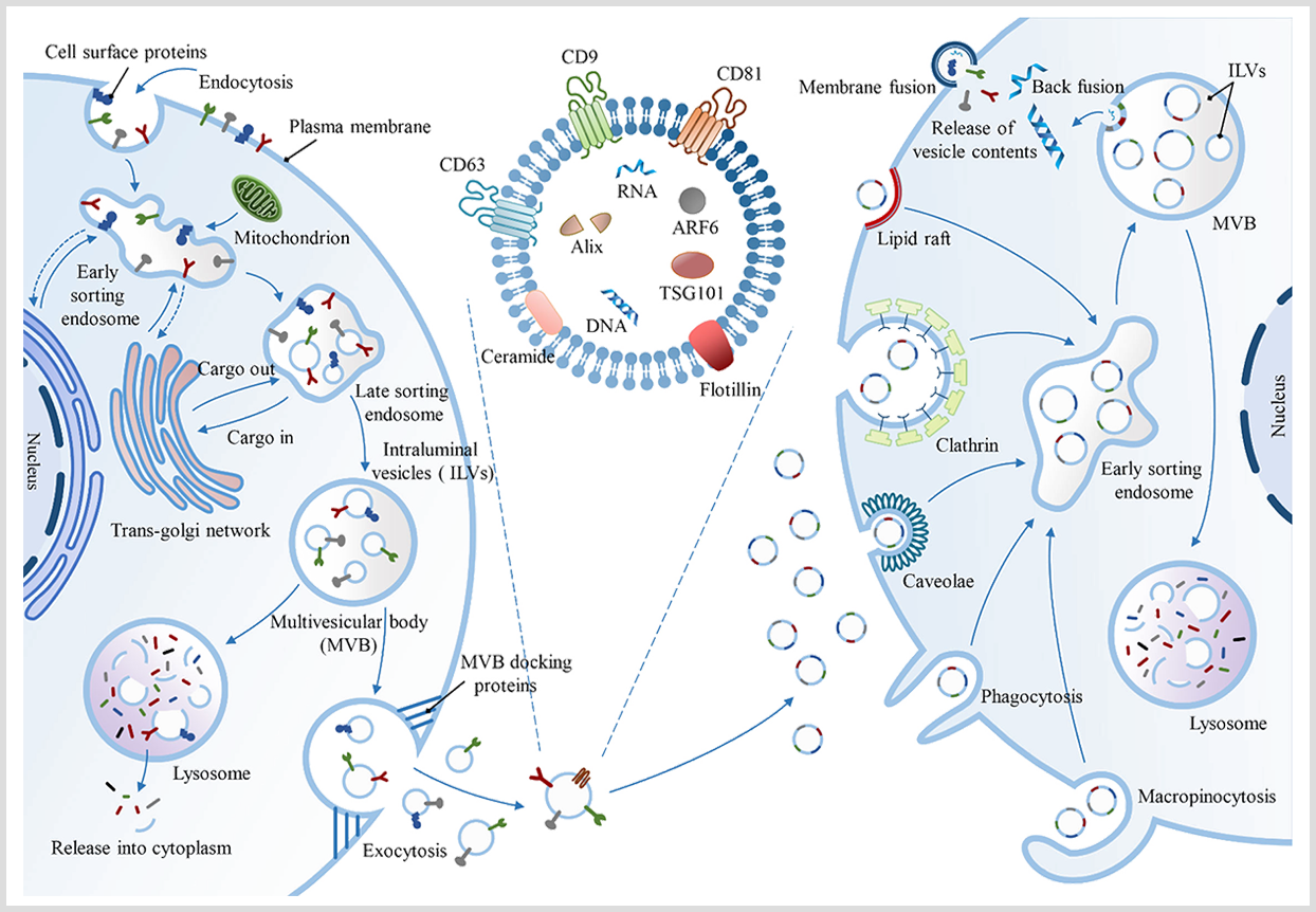 exosome